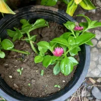 انواع گل فقط ۱۵تومن به علت کمبود جا|گل و گیاه طبیعی|واجارگاه, |دیوار