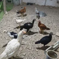 مرغ لاری با جوجه های 4 ماهه