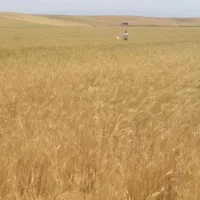 فروش کاه و گندم دیم