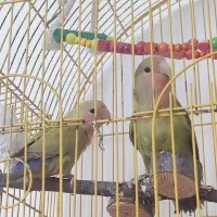 کوتوله برزیلی