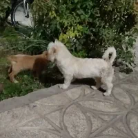 سگ پا کوتاه|سگ|پیشوا, |دیوار