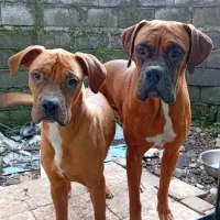 شاه توله نر