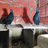 جفت سیاه ابادنی|پرنده|بندر ماهشهر, |دیوار