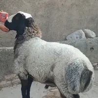 بره قوچی بسیار زیبا