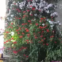 اجاره باغچه