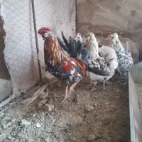 تخم مرغ گلین|حیوانات مزرعه|سمیرم, |دیوار