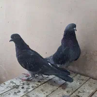 نر و ماده پرشی|پرنده|قم, آزادگان|دیوار