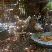 تخم مرغ نطفه دار گلین|پرنده|یزد, |دیوار