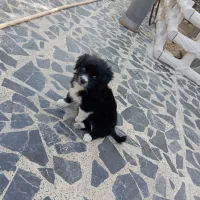 سگ شیتزو کراس ماده|سگ|اصفهان, بهاران|دیوار