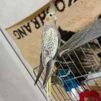 عروس هلندی دستی نر|پرنده|شیراز, کیان شهر|دیوار