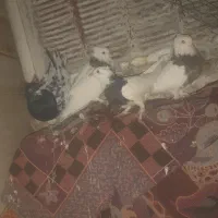 کبوتر ،کفتر|پرنده|شهرآباد, |دیوار