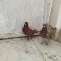 کبوتر تهرانی زوردار|پرنده|سرپل ذهاب, |دیوار