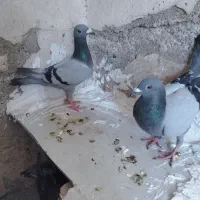 کبوتر