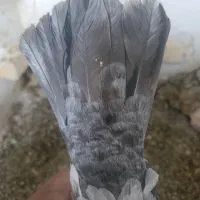 کفتر  هوایی|پرنده|مرودشت, شهرک مهدیه|دیوار