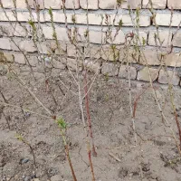 نهال بادام تلخ