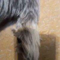 سگ گمشده