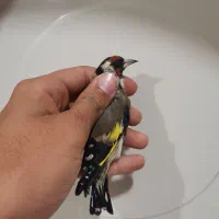 سهره نر ماده|پرنده|خوی, |دیوار