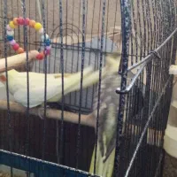 عروس هلندی با قفس ولوازم لوتینیووگل باقالی