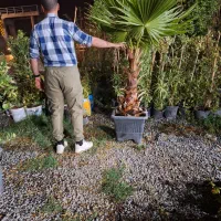 کامیس پالم یاس هلندی و سرو و شمشاد|خدمات باغبانی و درختکاری|فلاورجان, |دیوار