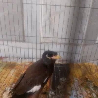 مرغ مینا
