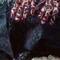 چادر مجلسی گل مخملی