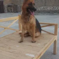 سگ ژرمن نر