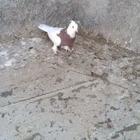 دو عدد طوقی نر|پرنده|پیر بکران, |دیوار