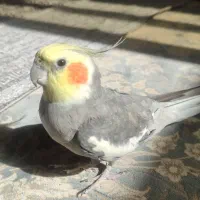 عروس هلندی گم شده