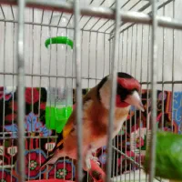 سهره جفتی متولد قفس الان تولک .متن رو بخون