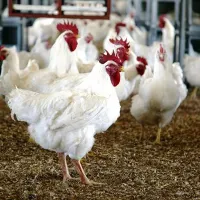 کارگر جهت مرغداری مادر گوشتی کوثر بیدخت