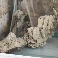 آکواریوم شرکتی شیشه خم ماهیران|لوازم جانبی حیوانات|همدان, |دیوار