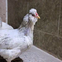 مرغ وخروس گلین|حیوانات مزرعه|خمینی‌شهر, |دیوار