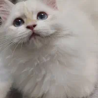 بریتیش نر شجره دار روس با کد خاص رنگی by1233|گربه|رشت, نیکمرام|دیوار