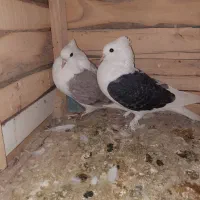 کبوتر پشت(دو کت)خوشگل|پرنده|شیروان (خراسان), |دیوار