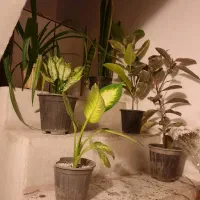 گل ها سالم وسروحال