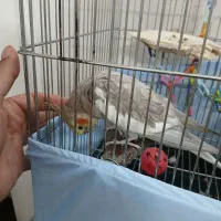 عروس هلندی سخنگو|پرنده|تهران, دهم فروردین|دیوار