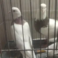 فروش 2عدد نرطوق ویه نرپشت سیاه کفتر|پرنده|بیرجند, |دیوار