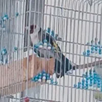 سهره کت باز کن