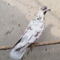 طوقی و پرشی|پرنده|قم, دروازه ری|دیوار