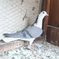 دمگیر دستگردی ماده