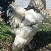 خروس برهما ۶ ماهه