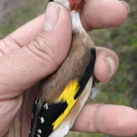 سهره های آنتیک|پرنده|فومن, |دیوار