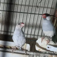 فنچ نرگسی مولد سیلور|پرنده|تهران, نگین غرب|دیوار