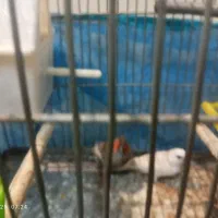 چند جفت فنج مولد|پرنده|قرچک, شهرک طلائیه|دیوار