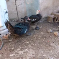 اروردک خارجی نروماده چاق