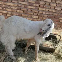 کهره پاکستانی وبز الپاین