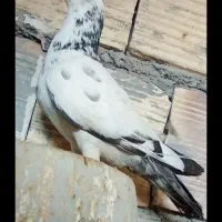 نر جوقی پرنده