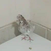 کبوتر کله سرونج پرشی|پرنده|نیشابور, هفده شهریور|دیوار