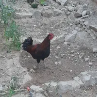خروس محلی|حیوانات مزرعه|کنار تخته و کمار, |دیوار