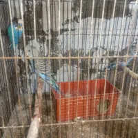 مرغ عشق با جوجه